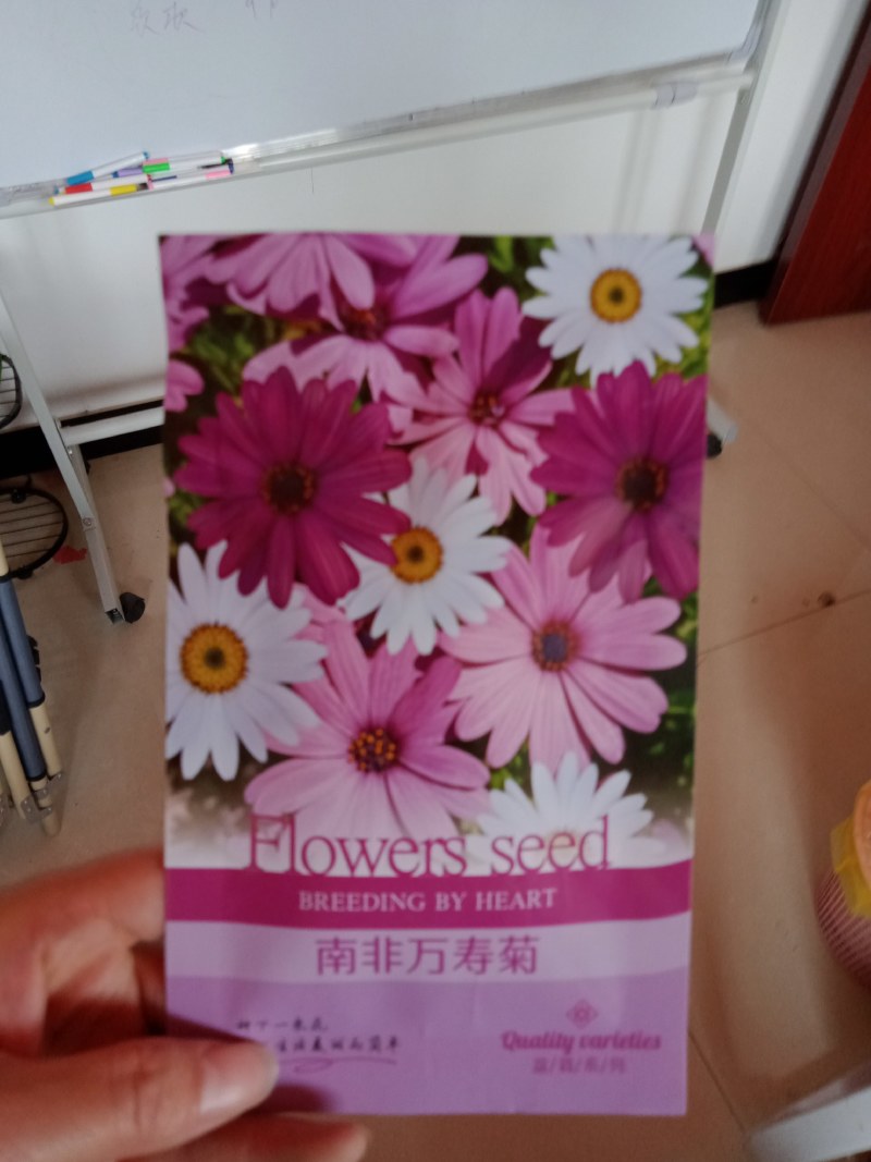 南非万寿菊种子蓝目菊耐寒景观庭院花卉四季播种开花非洲菊花