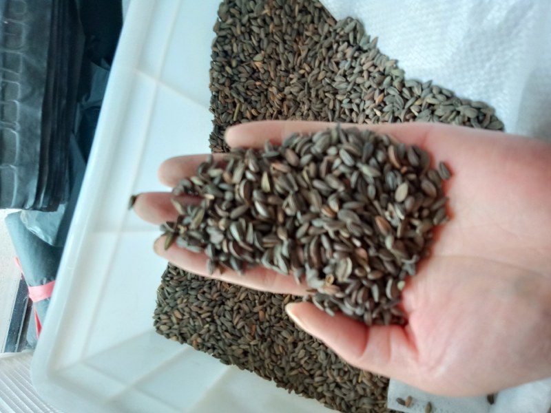 南非万寿菊种子蓝目菊耐寒景观庭院花卉四季播种开花非洲菊花