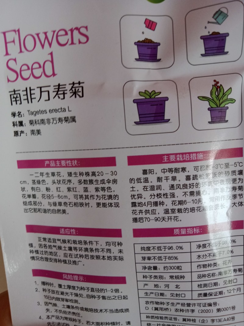 南非万寿菊种子蓝目菊耐寒景观庭院花卉四季播种开花非洲菊花