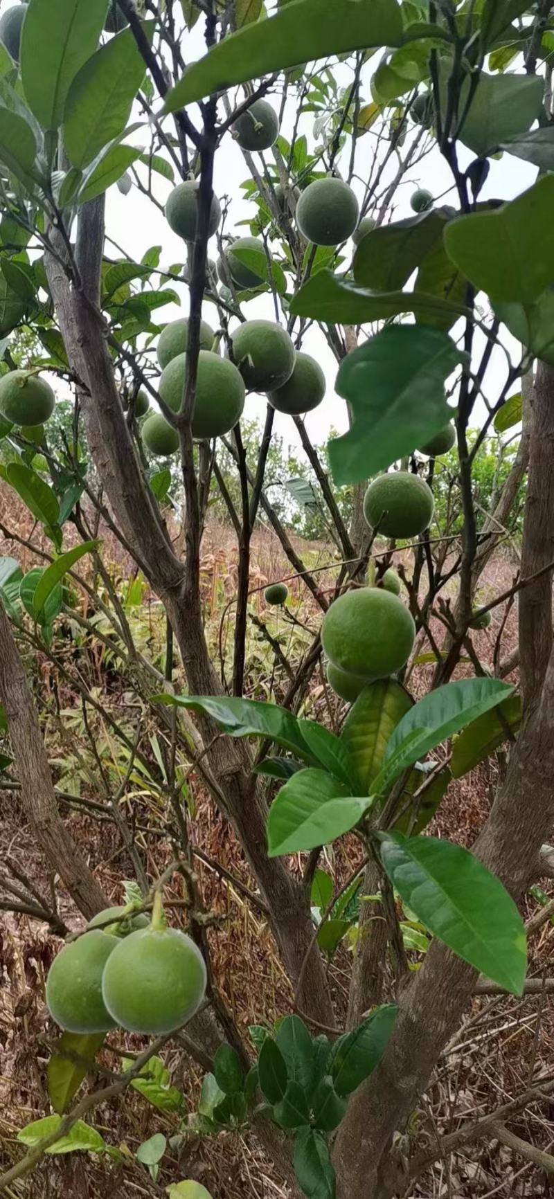 橘红鲜果产地供应，