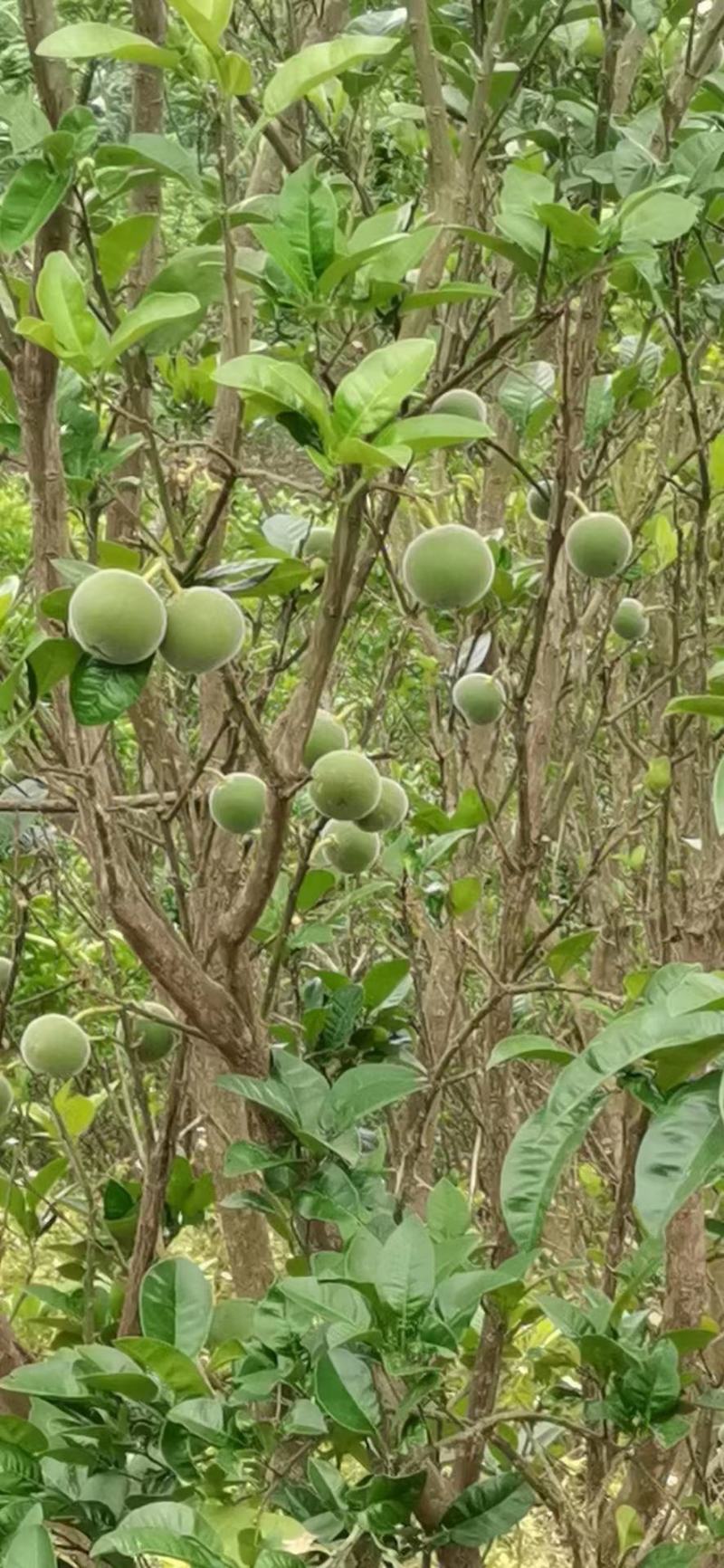 橘红鲜果产地供应，