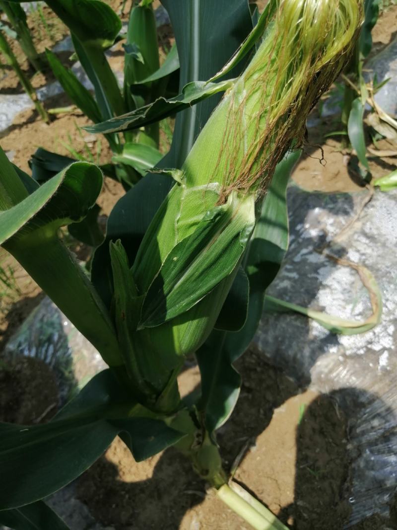 贵州白糯玉米，白甜糯米玉米产地现采货
