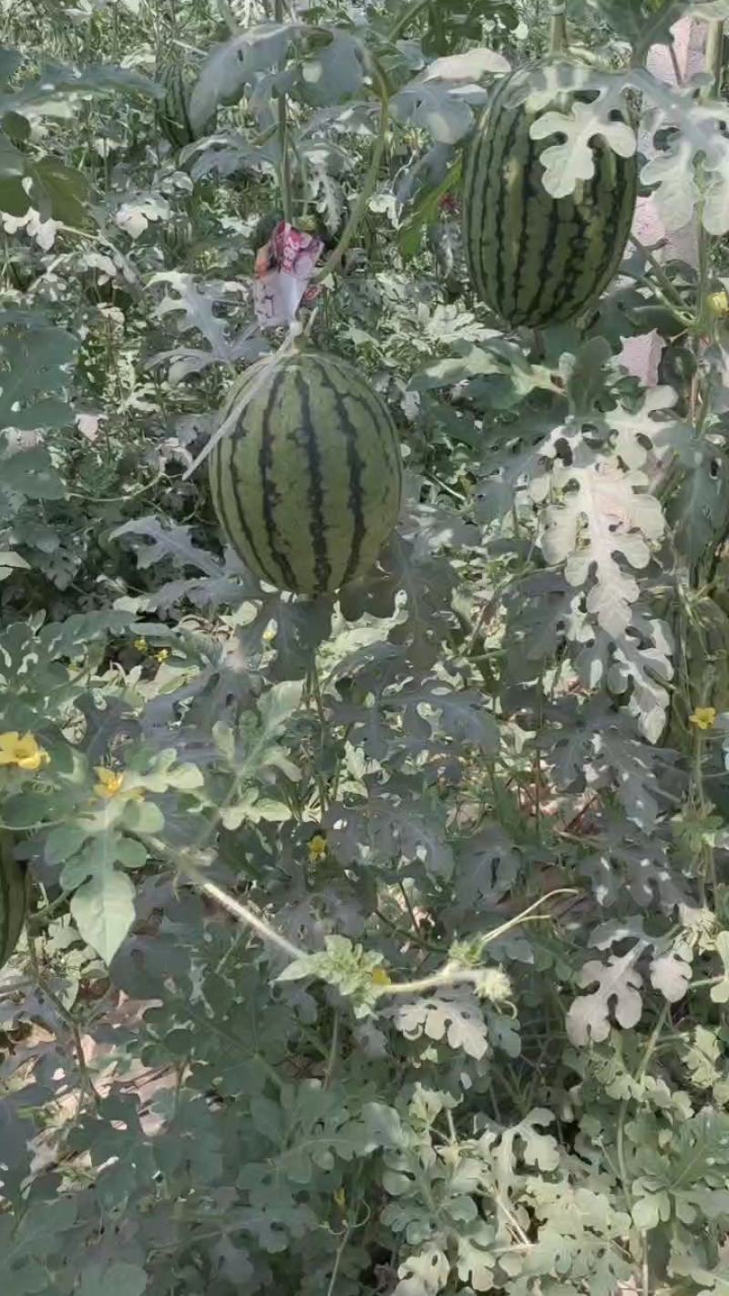 精品小吊瓜2k