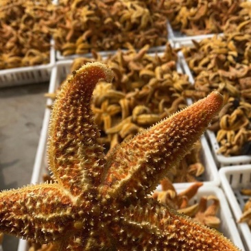 海星工厂直供