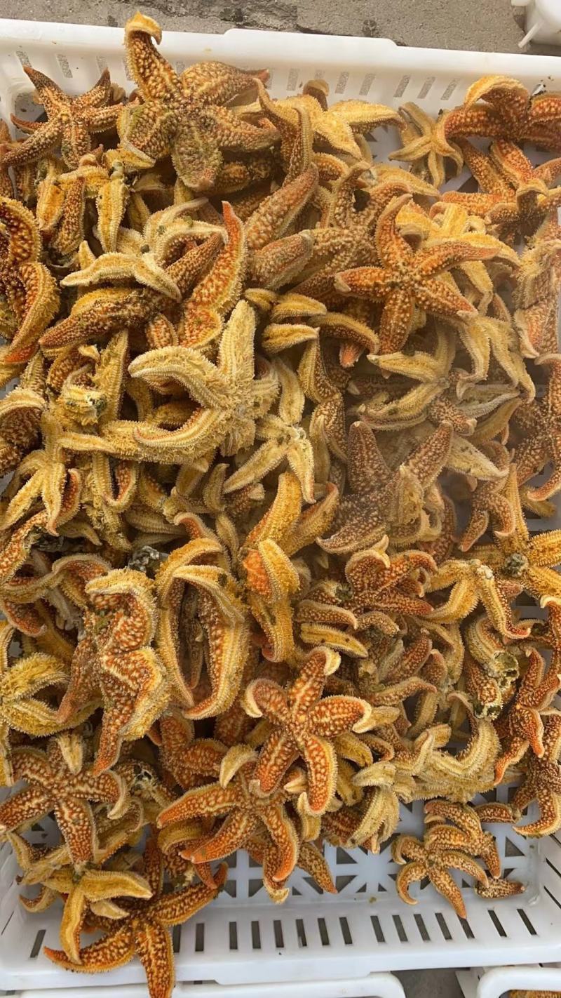 海星工厂直供