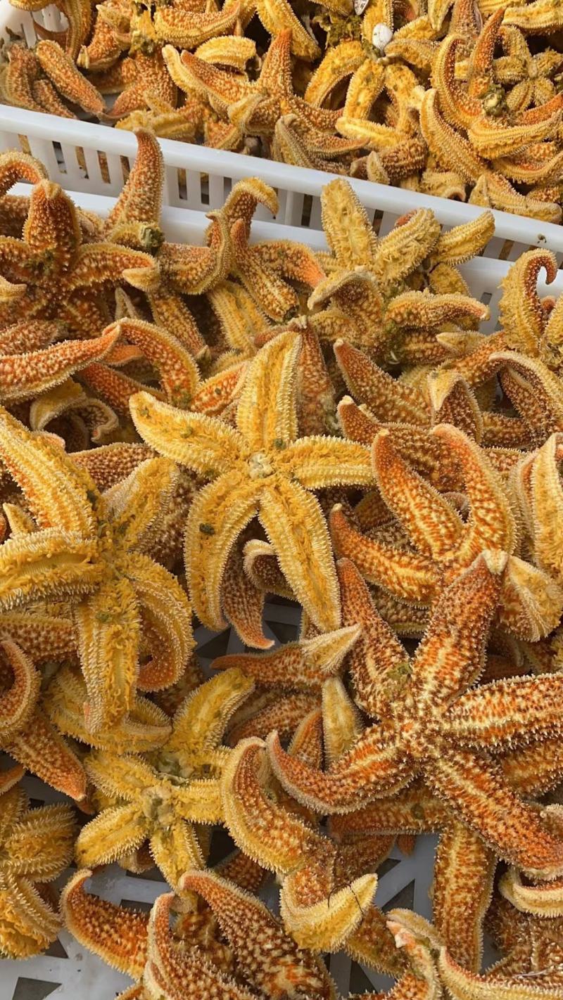 海星工厂直供