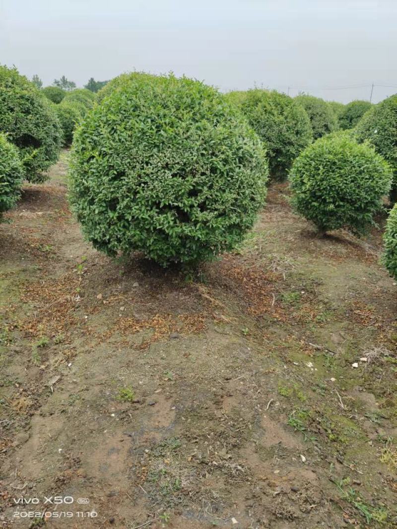 银姬小蜡，银姬小蜡球80公分-1米5冠幅量大优惠