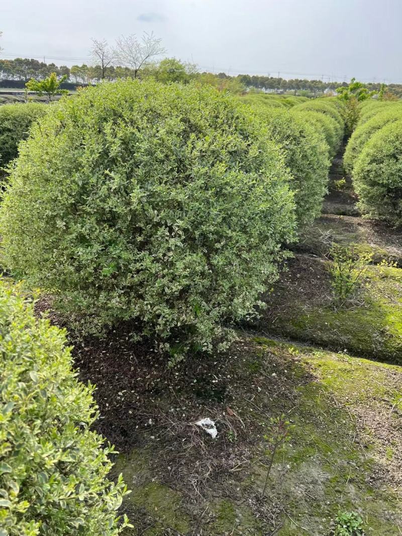 银姬小蜡，银姬小蜡球80公分-1米5冠幅量大优惠