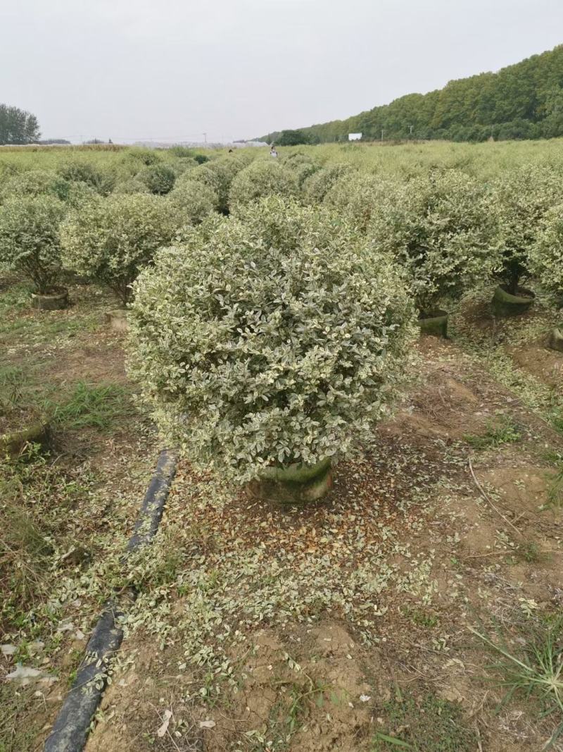 银姬小蜡，银姬小蜡球80公分-1米5冠幅量大优惠