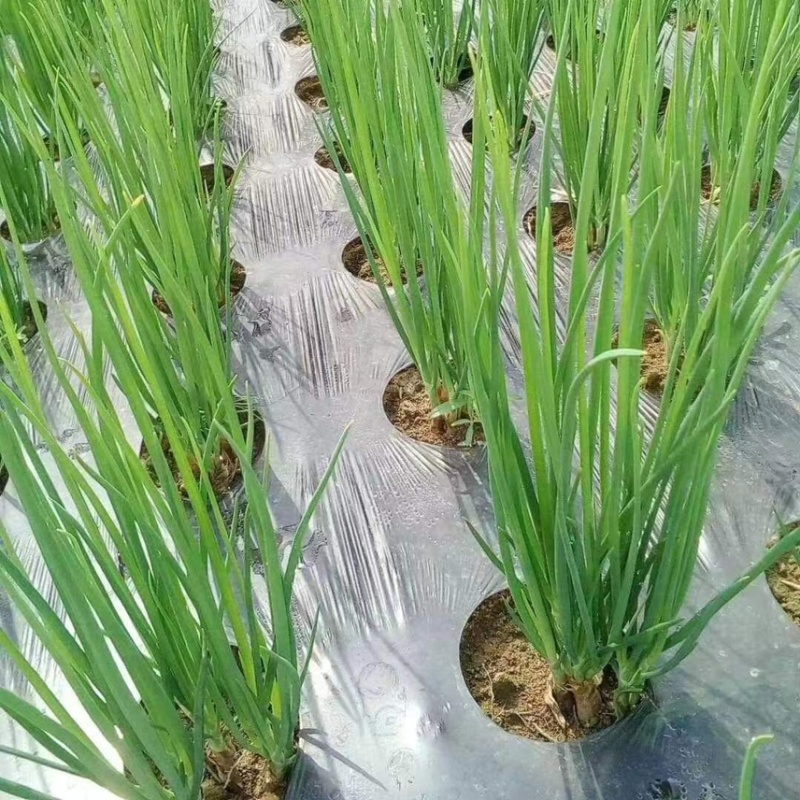 打孔地膜，支持定做，源头厂家，量大优惠。