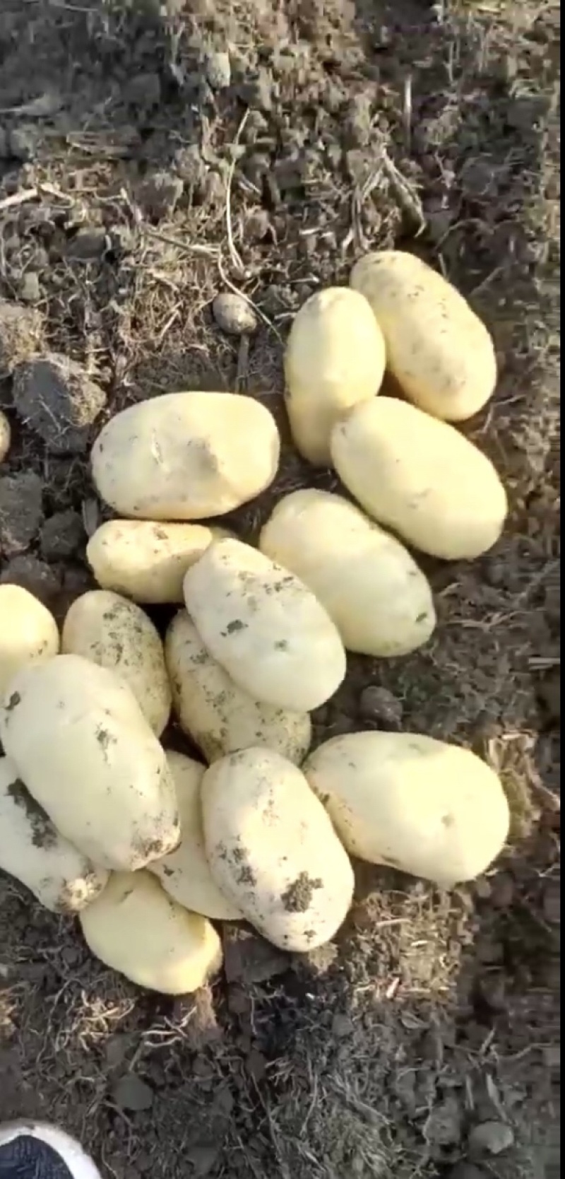 土豆红皮黄心土豆黄皮黄心土豆都有货速度联系我