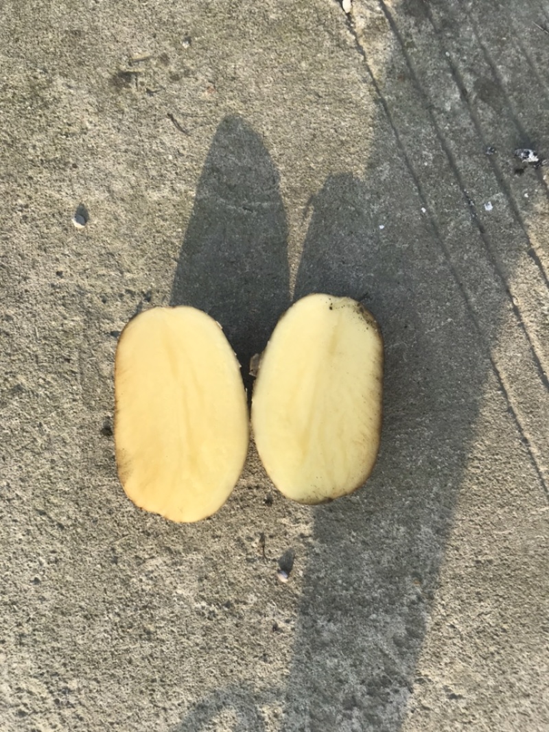 土豆红皮黄心土豆黄皮黄心土豆都有货速度联系我