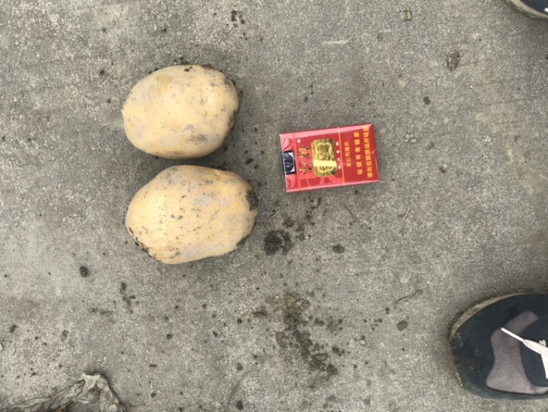 土豆红皮黄心土豆黄皮黄心土豆都有货速度联系我