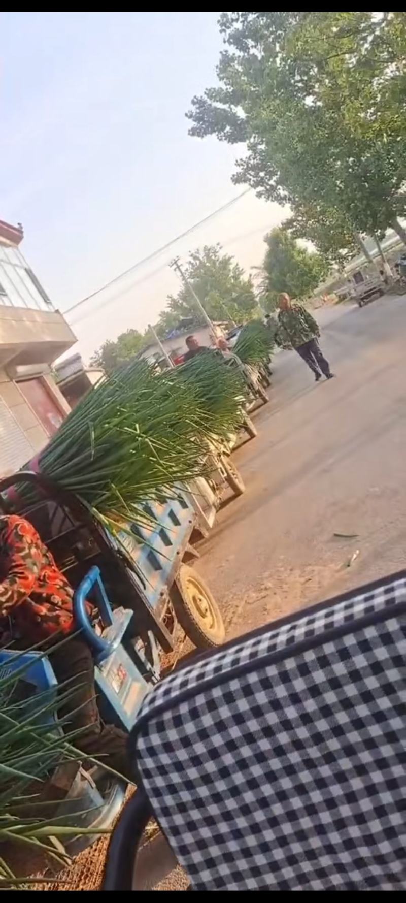 大葱，聊城长白大葱脱水大葱，聊城大葱现已大量上市