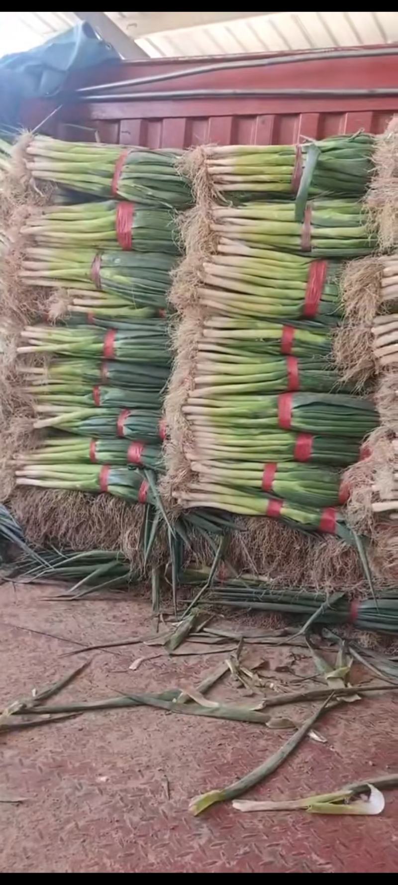 大葱，聊城长白大葱，脱水大葱，现已开始大量上市！货量大