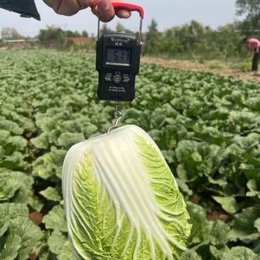 黄心白菜大量上市提前预订便宜质量品种优良欢迎来电咨询选购