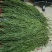 5斤特级无叶贡菜新鲜苔干苔菜农家干货土特产脱水
