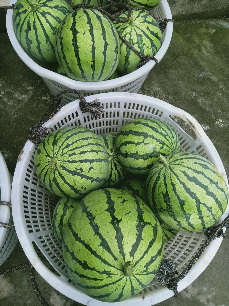 美都次品瓜