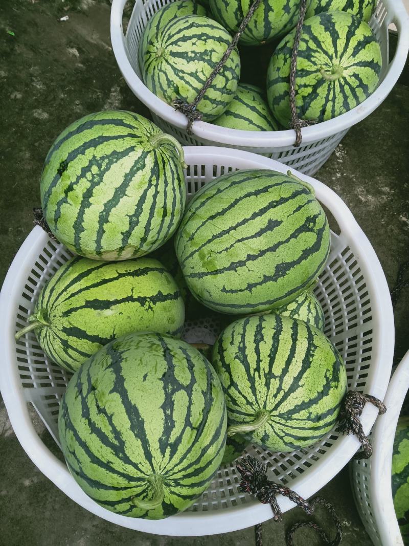 美都次品瓜