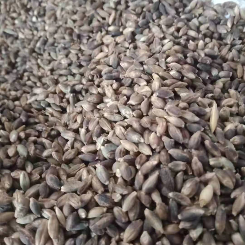 黑青稞