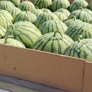 美都次品瓜