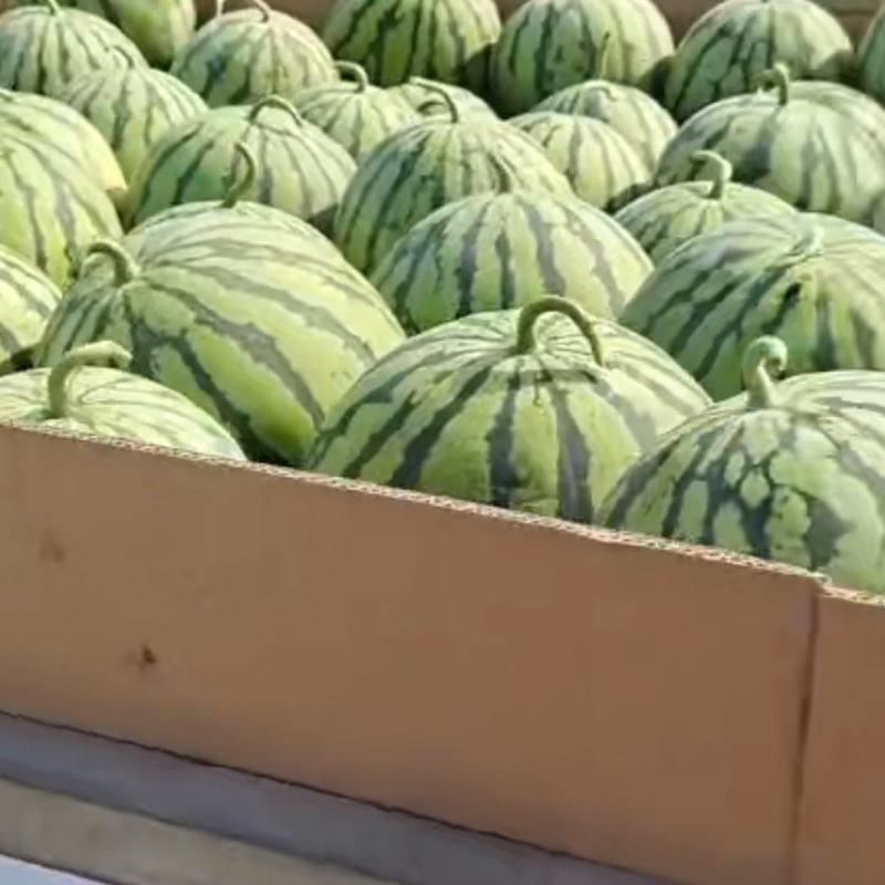 美都次品瓜