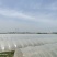 咸阳本地西瓜，种植面积约270亩，欢迎新老客户前来选购。