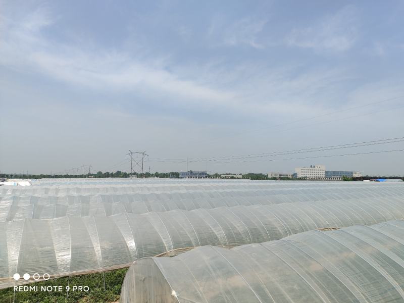 咸阳本地西瓜，种植面积约270亩，欢迎新老客户前来选购。