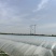 咸阳本地西瓜，种植面积约270亩，欢迎新老客户前来选购。