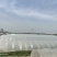 咸阳本地西瓜，种植面积约270亩，欢迎新老客户前来选购。