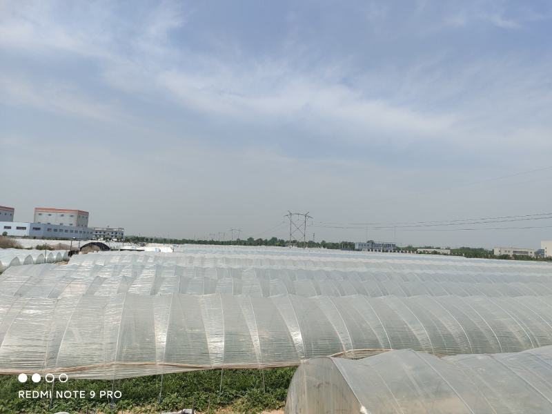 咸阳本地西瓜，种植面积约270亩，欢迎新老客户前来选购。