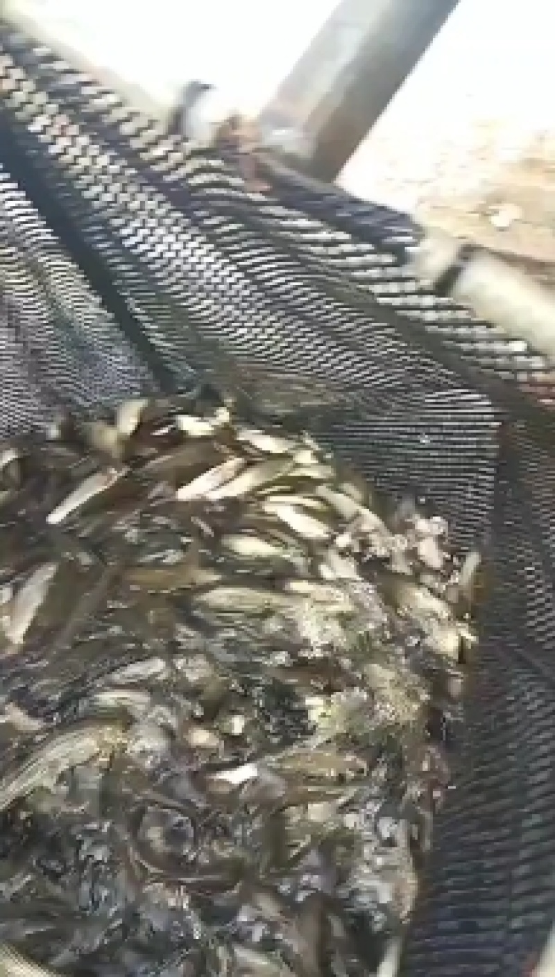 重庆潼南淡水养殖场优良品种草鱼苗欢迎各位老板前来光临