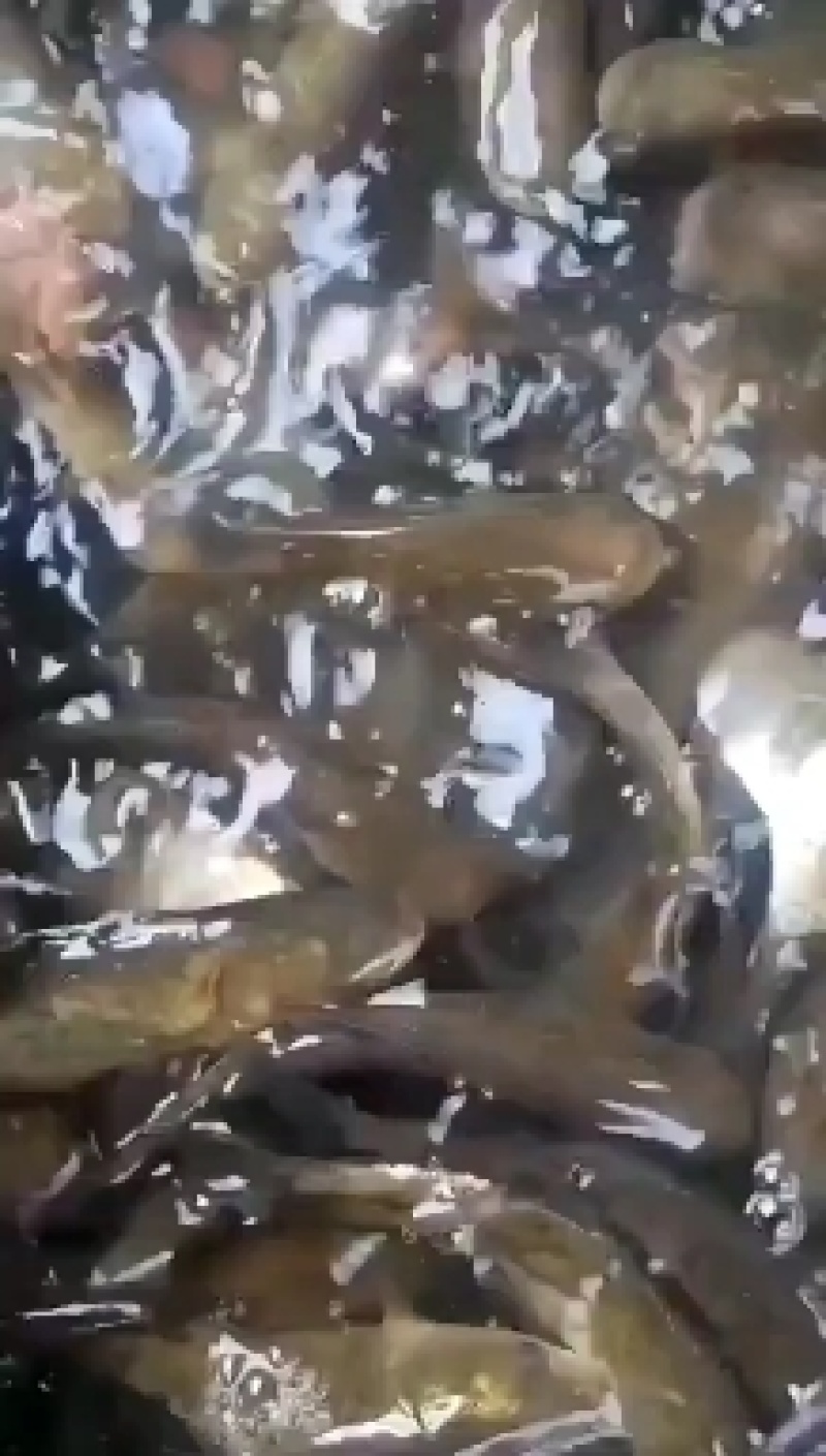 重庆潼南淡水养殖场优良品种草鱼苗欢迎各位老板前来光临