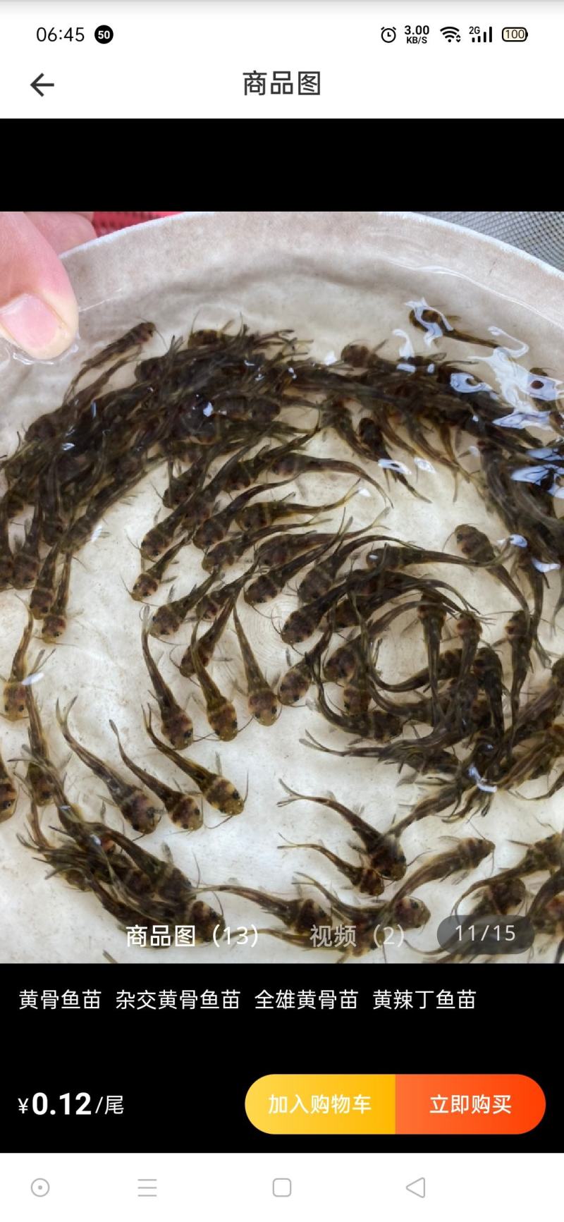 重庆潼南淡水养殖场优良品种大口鲢鱼苗欢迎各位老板前来光临