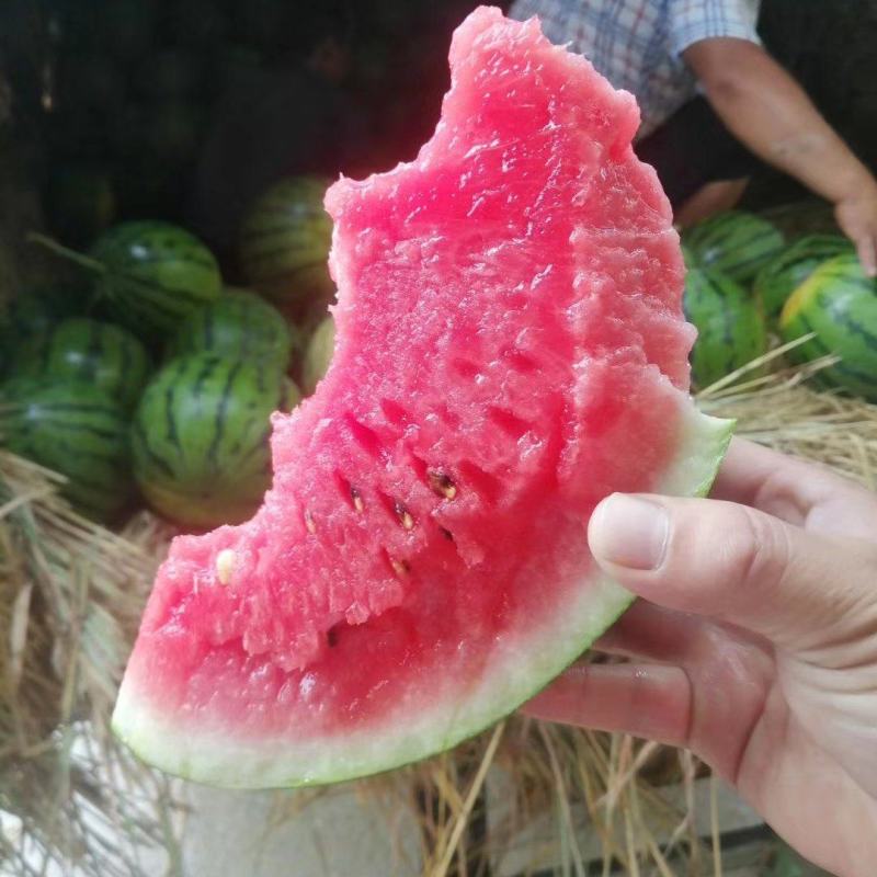 万亩有籽露天美都大量上市