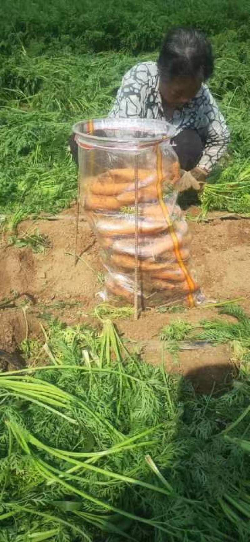 三红萝卜，货在柏乡