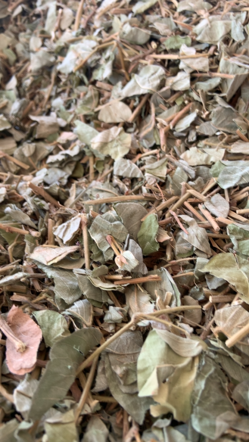 大叶金钱草中药材金钱草无硫熏新货纯手机拍摄量大价格从优