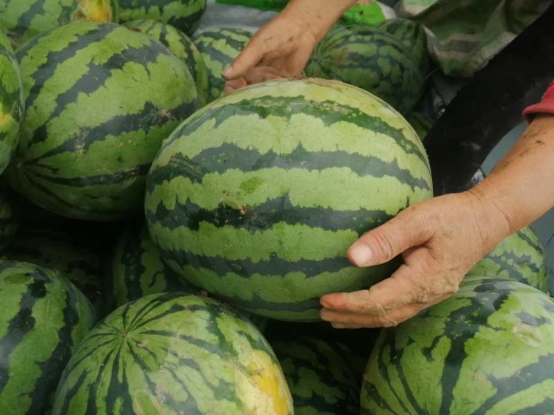 万亩有籽露天美都大量上市