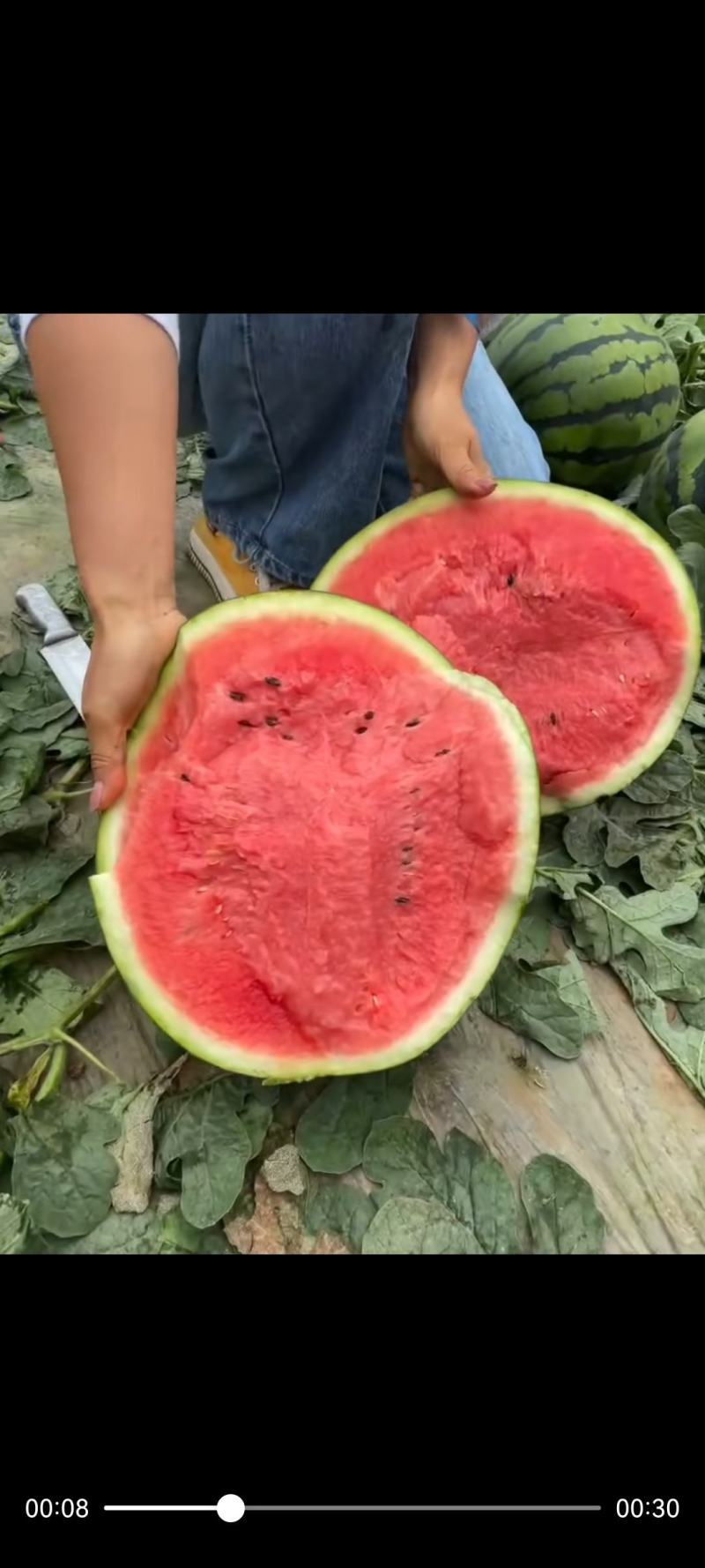 万亩有籽露天美都大量上市