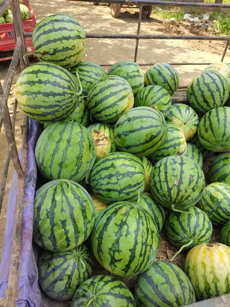 万亩有籽露天美都大量上市