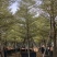 8-15移植苗锦叶榄仁，花叶榄仁