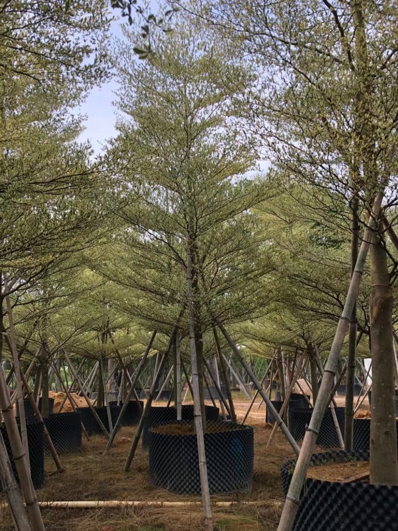 8-15移植苗锦叶榄仁，花叶榄仁