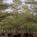 8-15移植苗锦叶榄仁，花叶榄仁