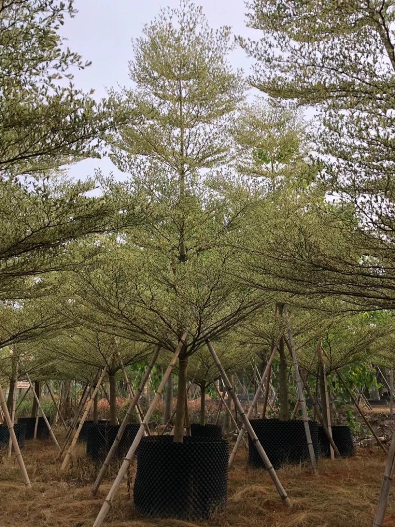 8-15移植苗锦叶榄仁，花叶榄仁