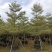 8-15移植苗锦叶榄仁，花叶榄仁