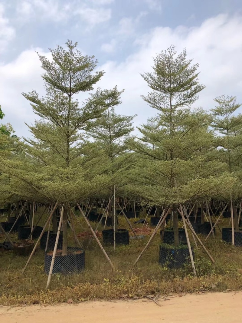 8-15移植苗锦叶榄仁，花叶榄仁
