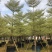 8-15移植苗锦叶榄仁，花叶榄仁