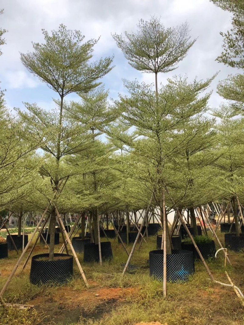 8-15移植苗锦叶榄仁，花叶榄仁