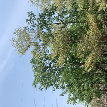 8-15移植苗锦叶榄仁，花叶榄仁