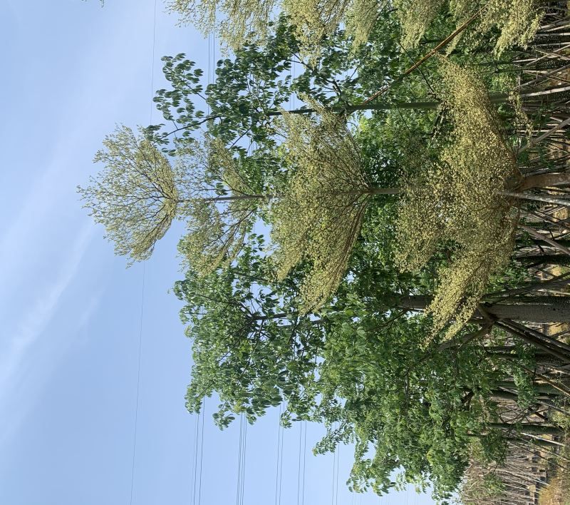8-15移植苗锦叶榄仁，花叶榄仁